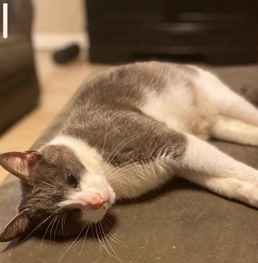 Lost cat in Broussard, LA, 70518