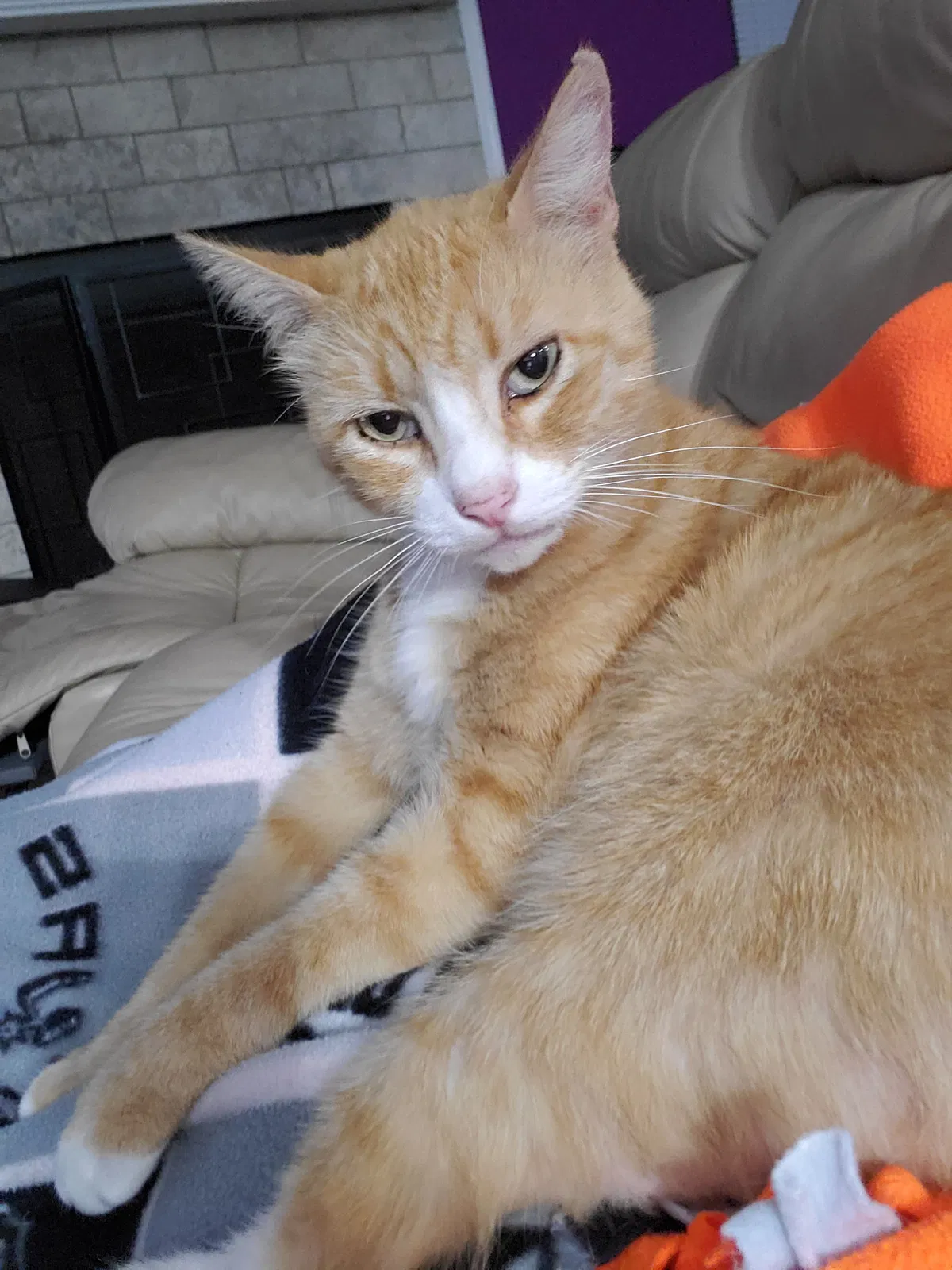 Lost cat in Palm Bay, FL, 32909