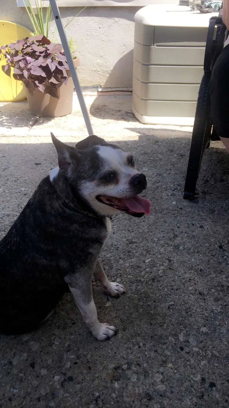 Lost dog in Melrose Park, IL, 60164