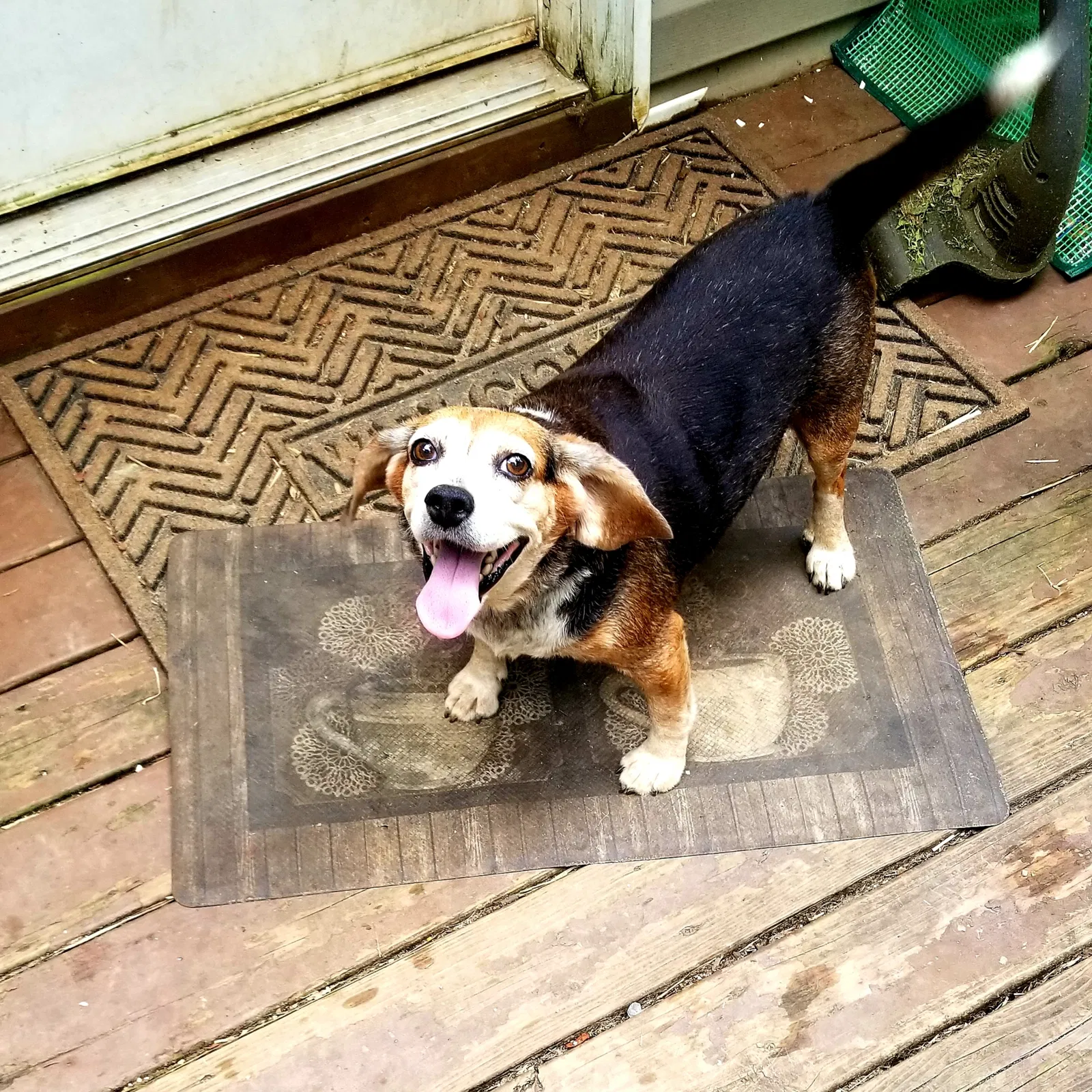 Lost dog in Belton, SC, 29627