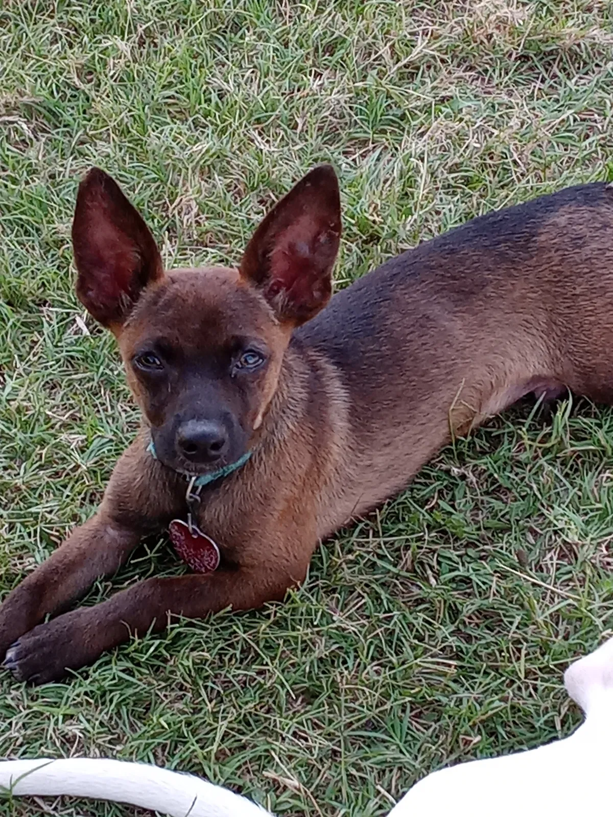Lost dog in Denison, TX, 75020