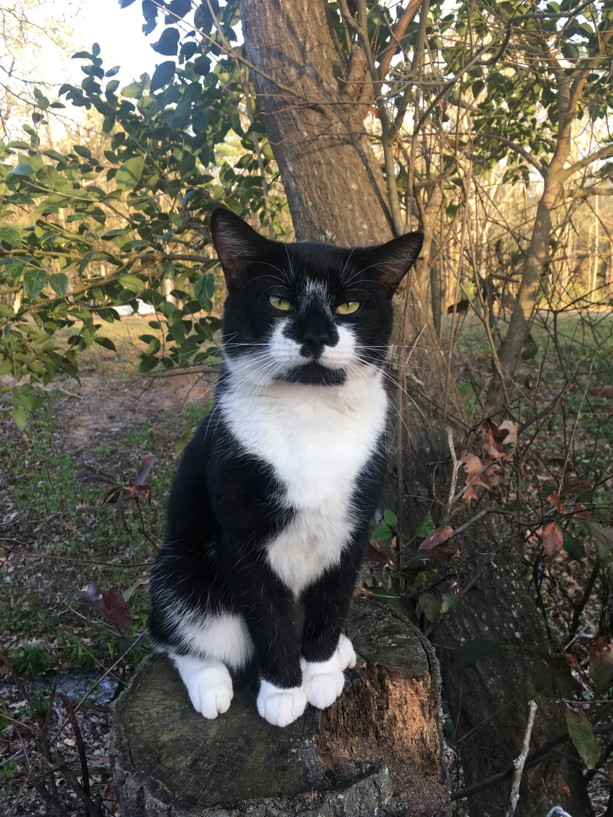 Lost cat in Summerville, SC, 29483