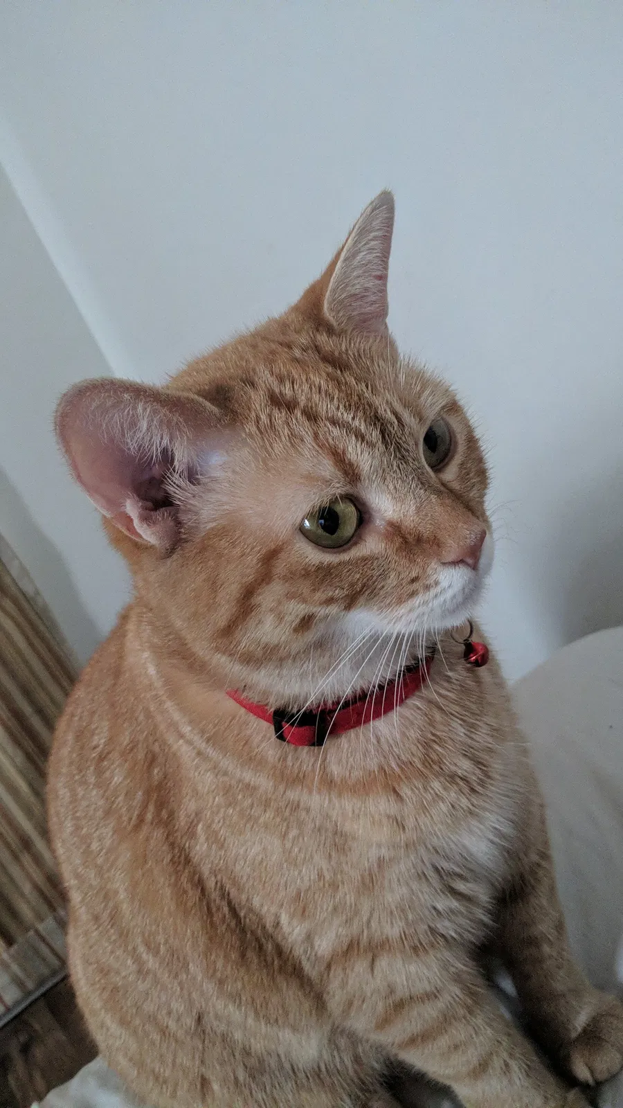 Lost cat in Jacksonville, NC, 28540