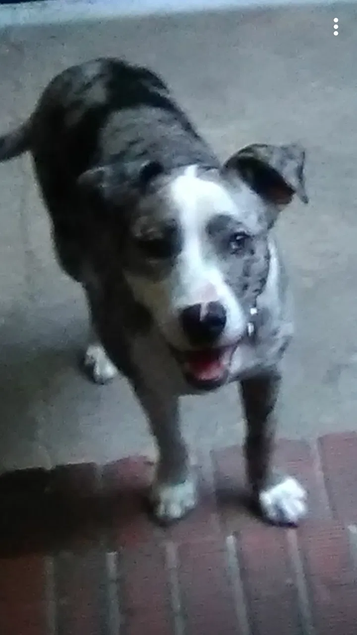 Lost dog in Florence, SC, 29501