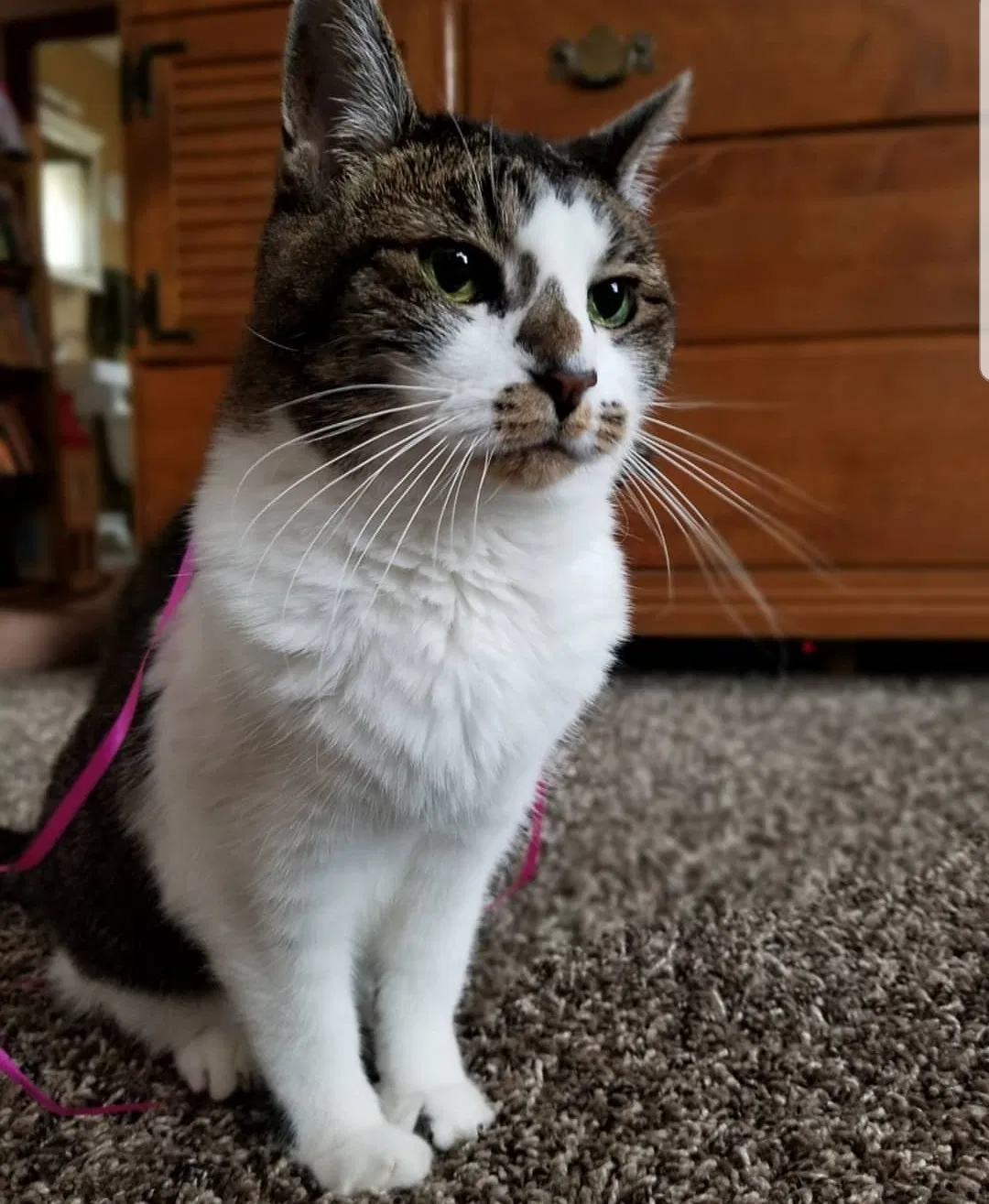 Lost cat in Des Moines, IA, 50317