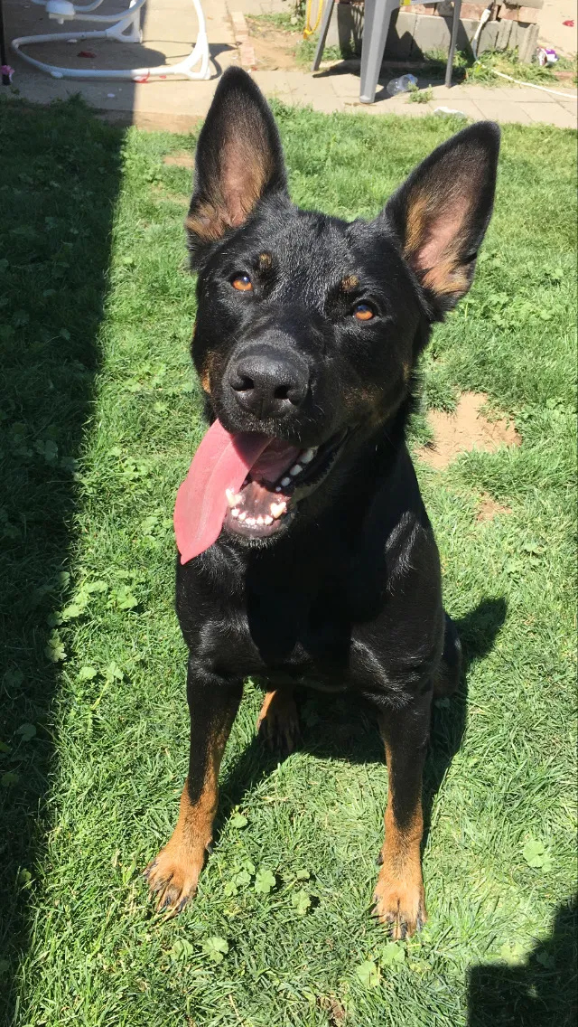 Lost dog in Yakima, WA, 98902