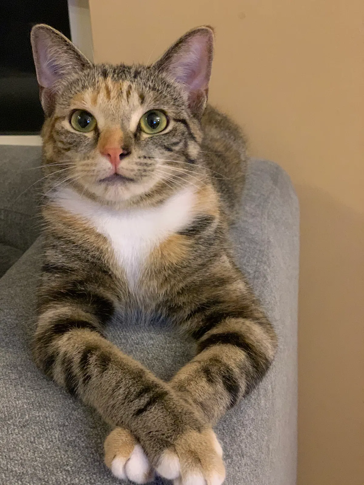 Lost cat in Aurora, IL, 60503