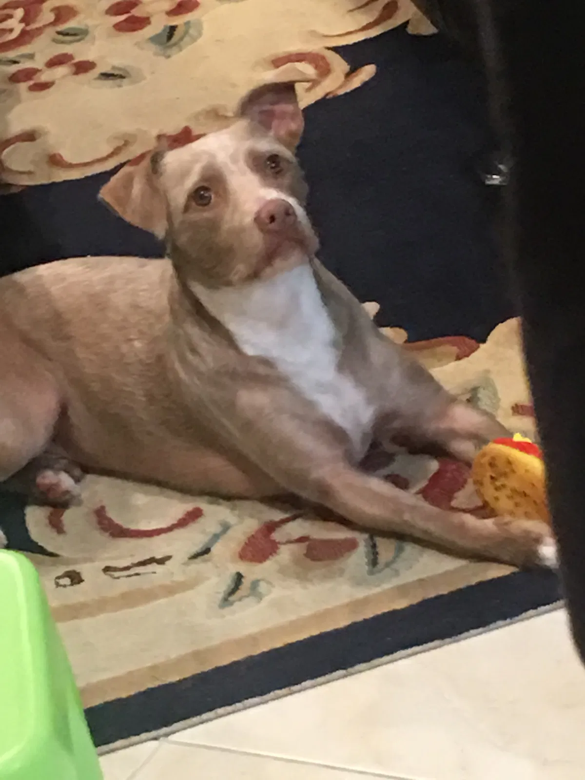 Lost dog in Westminster, CA, 92683