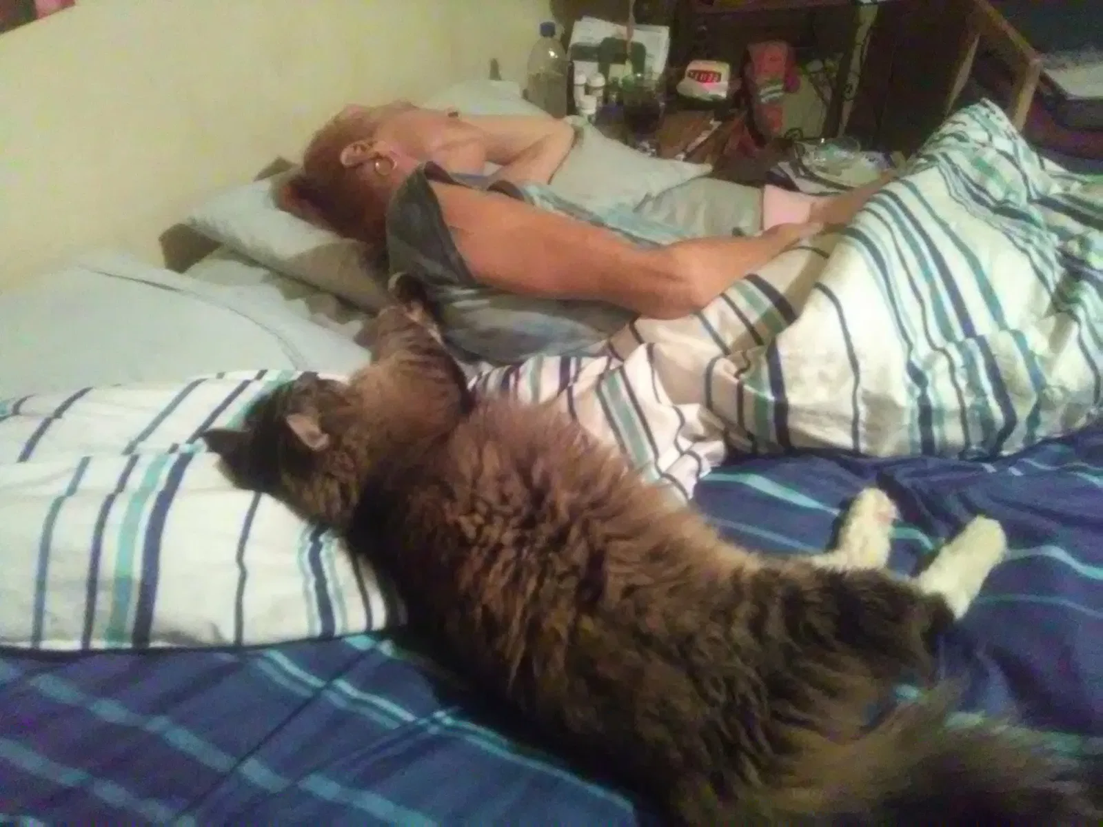 Lost cat in Prescott Valley, AZ, 86314