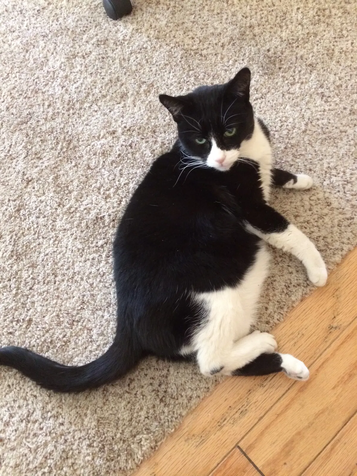 Lost cat in Las Vegas, NV, 89129