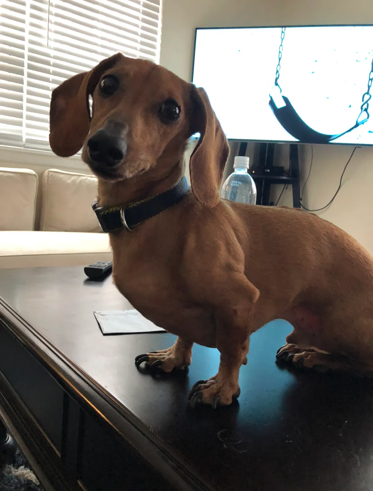 Lost dog in Bronx, NY, 10471