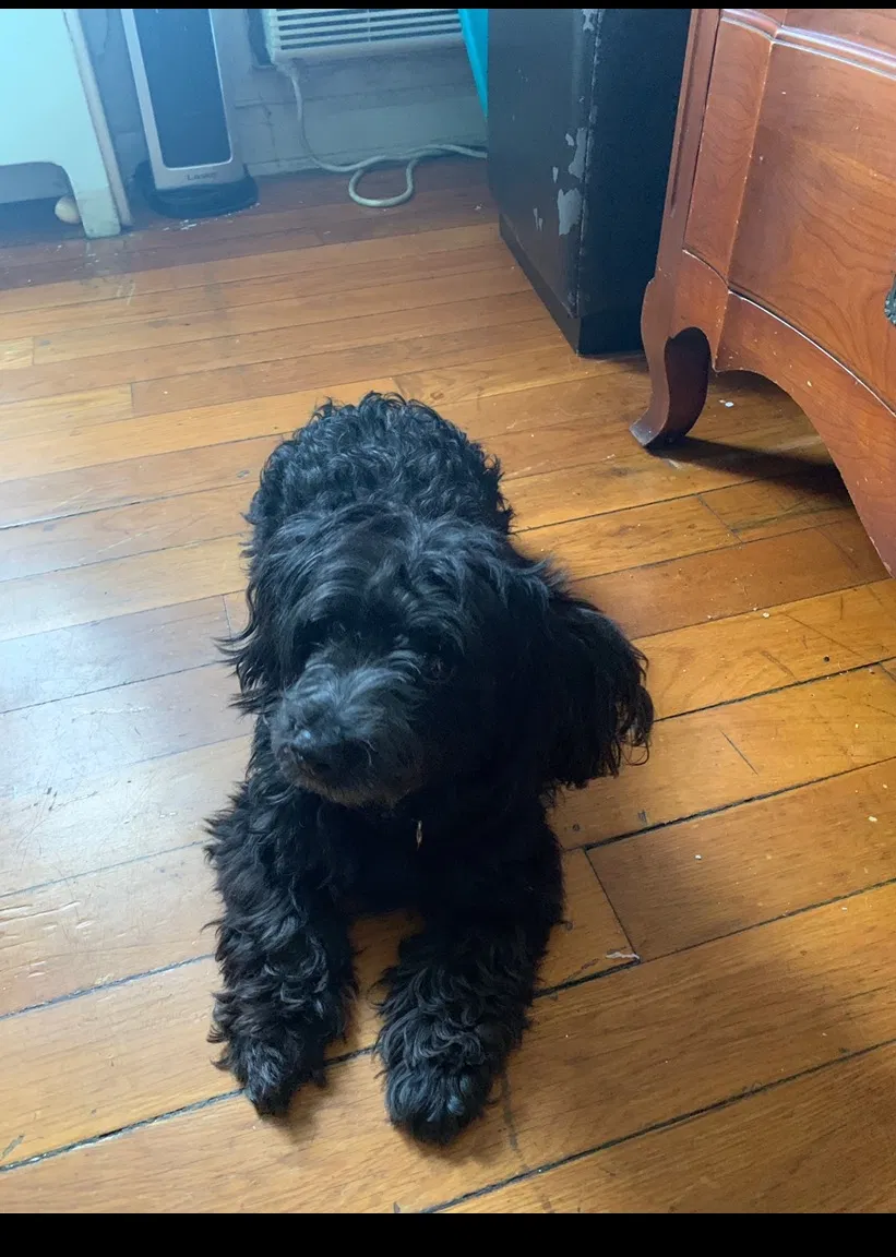 Lost dog in Hyattsville, MD, 20782