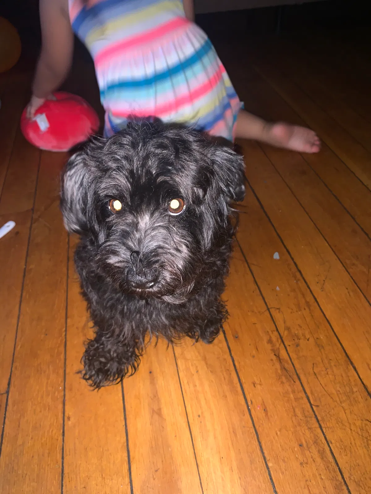 Lost dog in Hyattsville, MD, 20782
