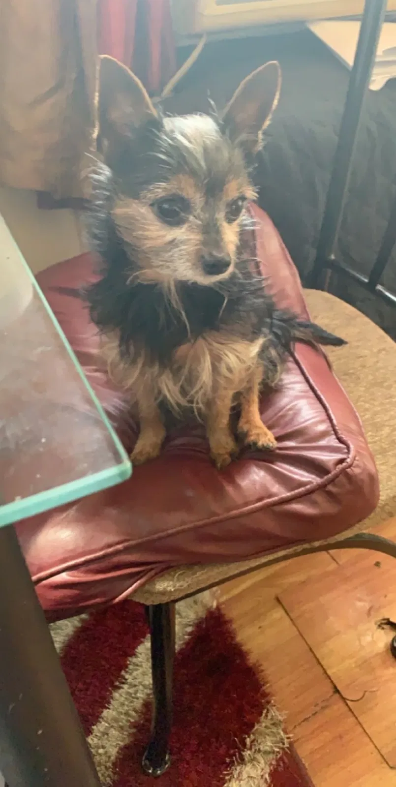 Lost dog in Brooklyn, NY, 11221