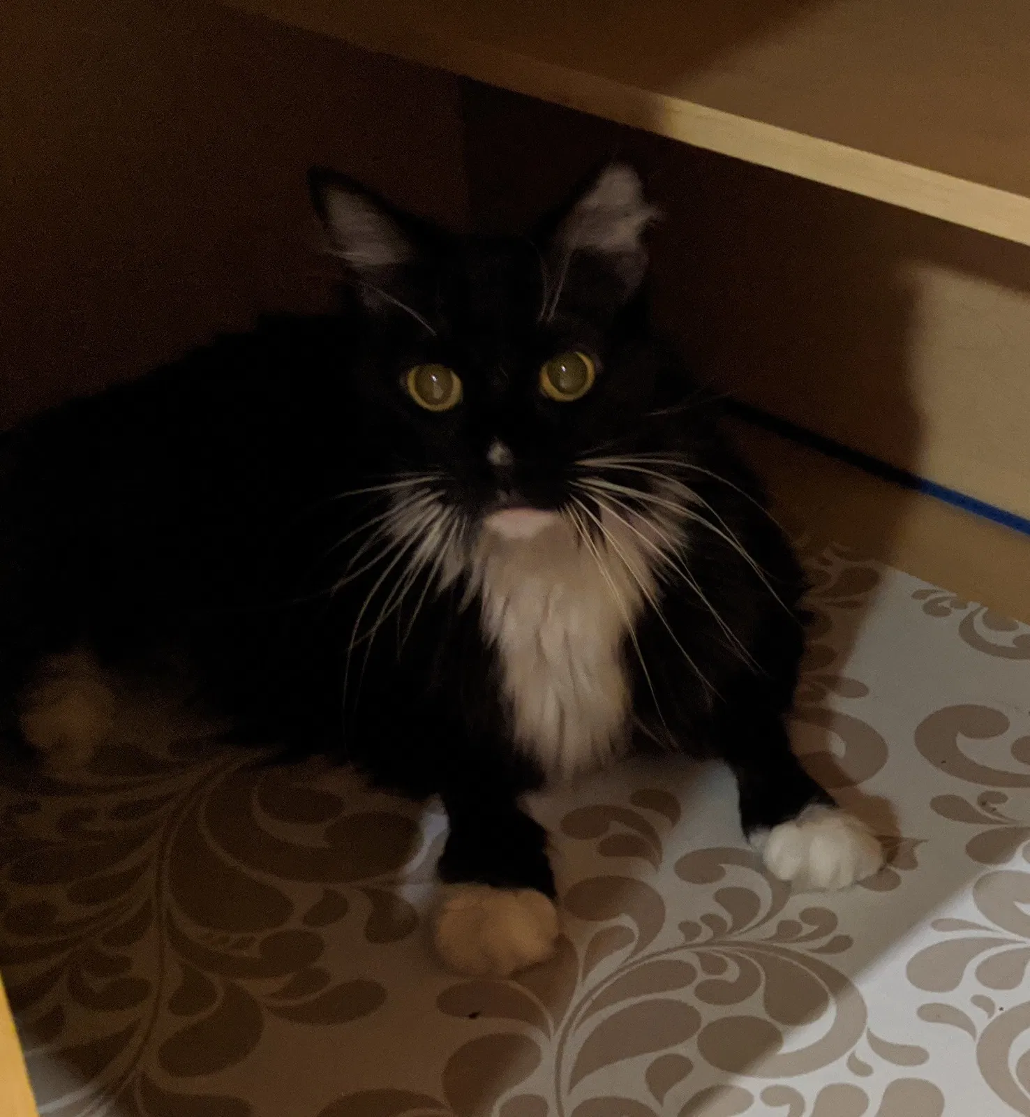 Lost cat in Glendale, AZ, 85310