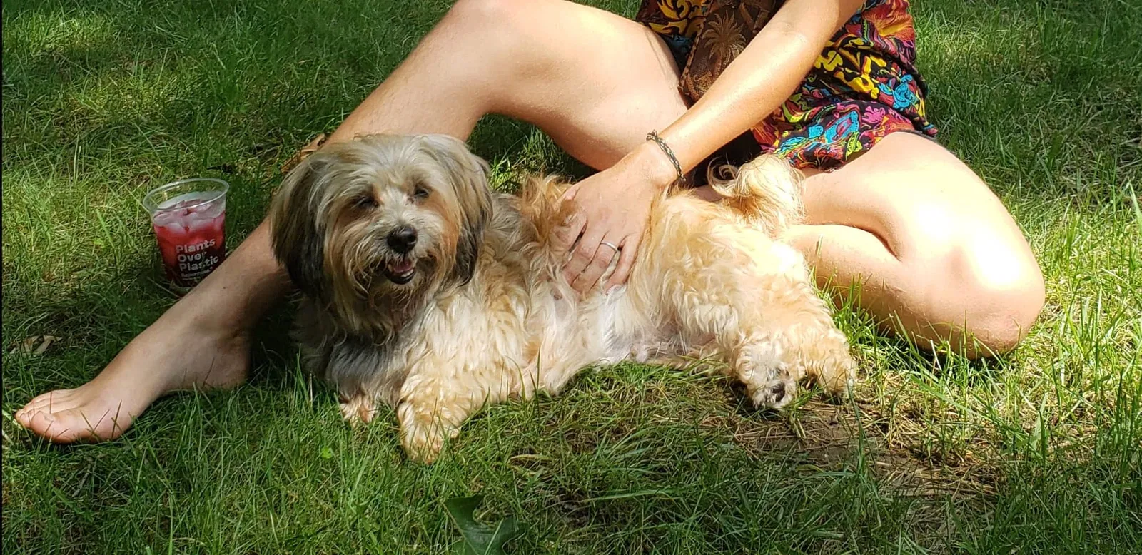 Lost dog in New Orleans, LA, 70113