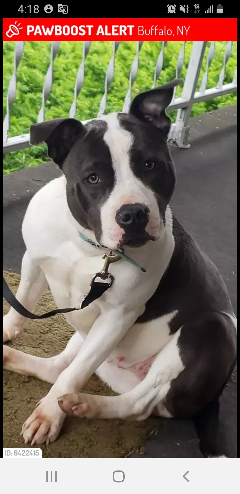 Lost dog in Buffalo, NY, 14211