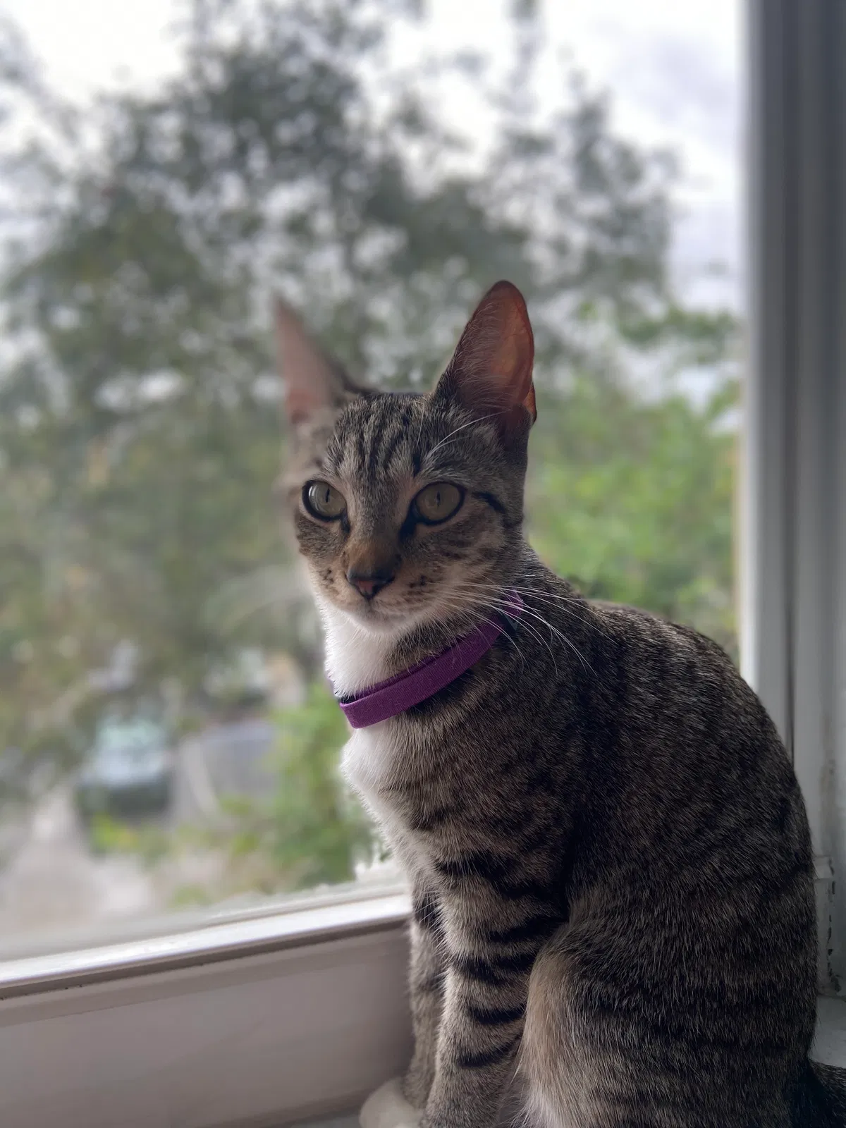 Lost cat in Hollywood, FL, 33027