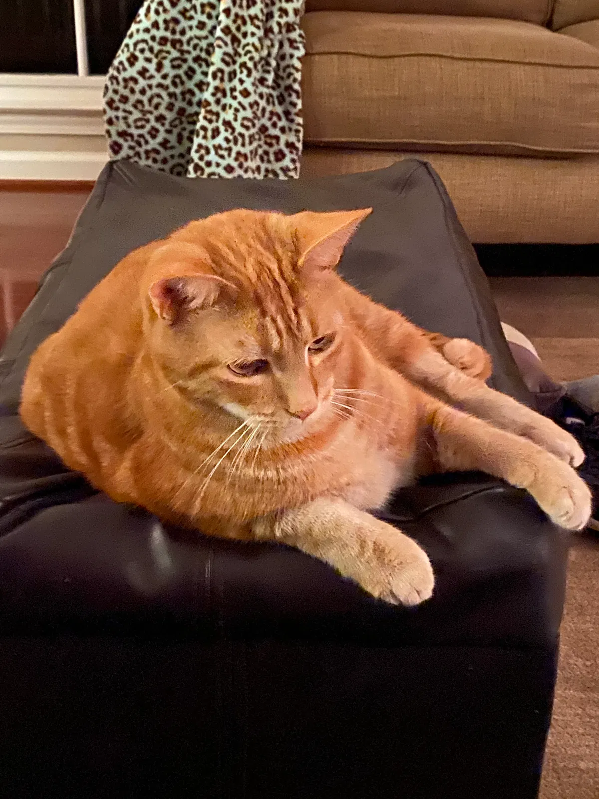 Lost cat in Alpharetta, GA, 30004