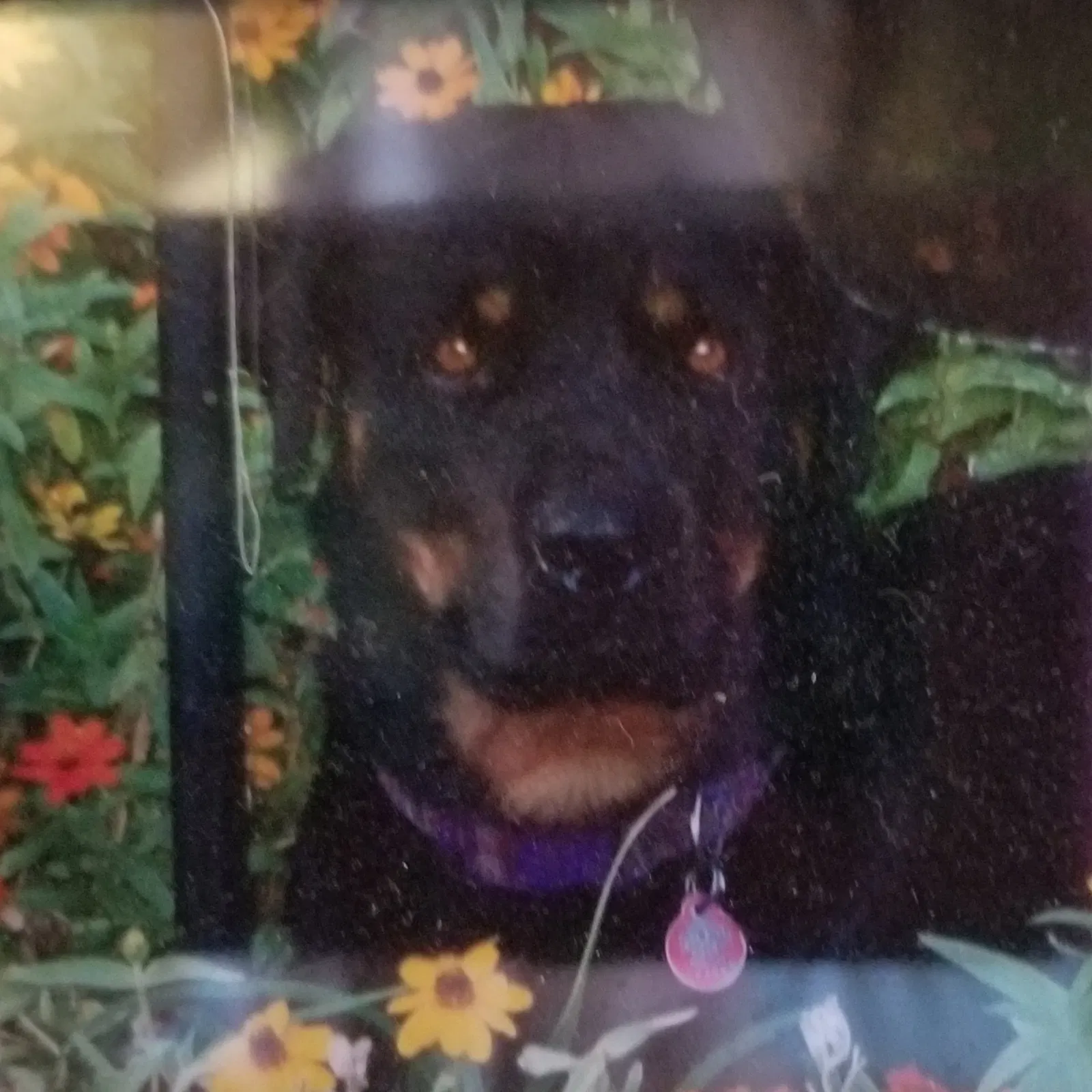 Lost dog in Enid, OK, 73703