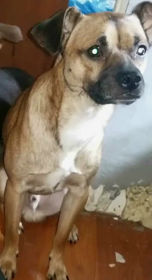 Lost dog in Bell Gardens, CA, 90201