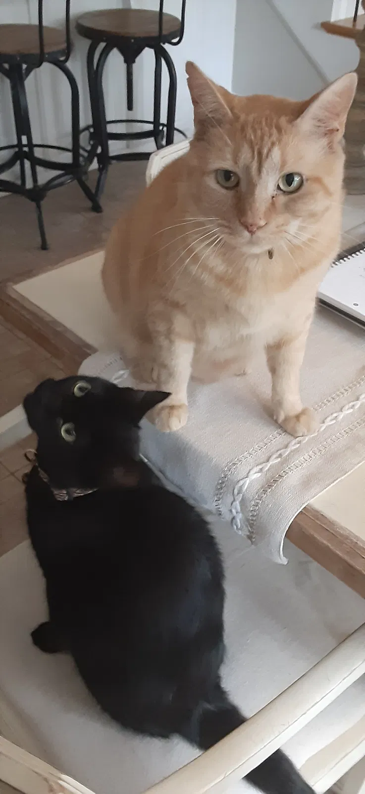 Lost cat in Boiling Springs, SC, 29316
