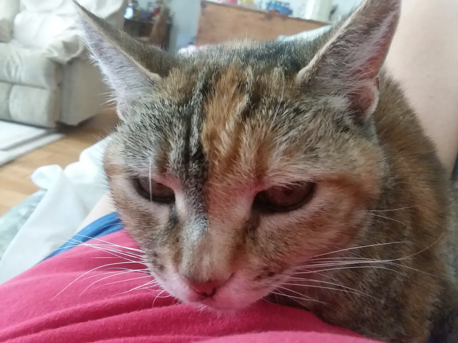 Lost cat in Rancho Cucamonga, CA, 91701