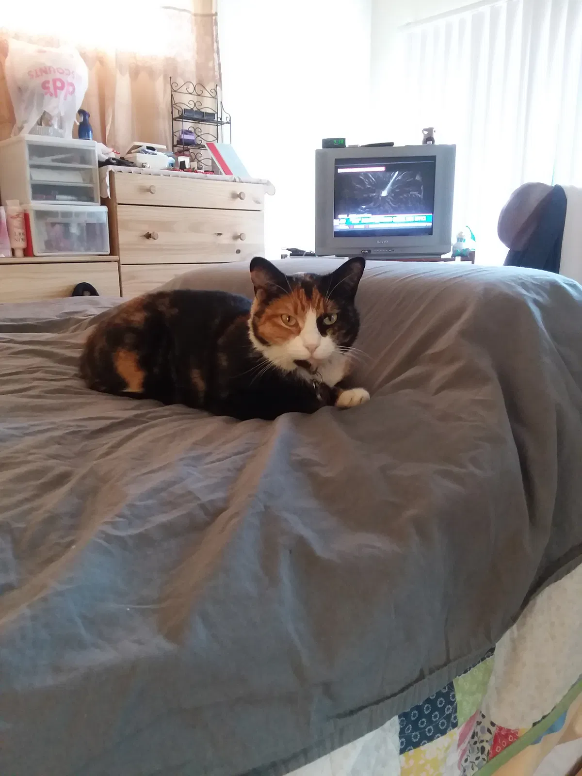 Lost cat in Sacramento, CA, 95823