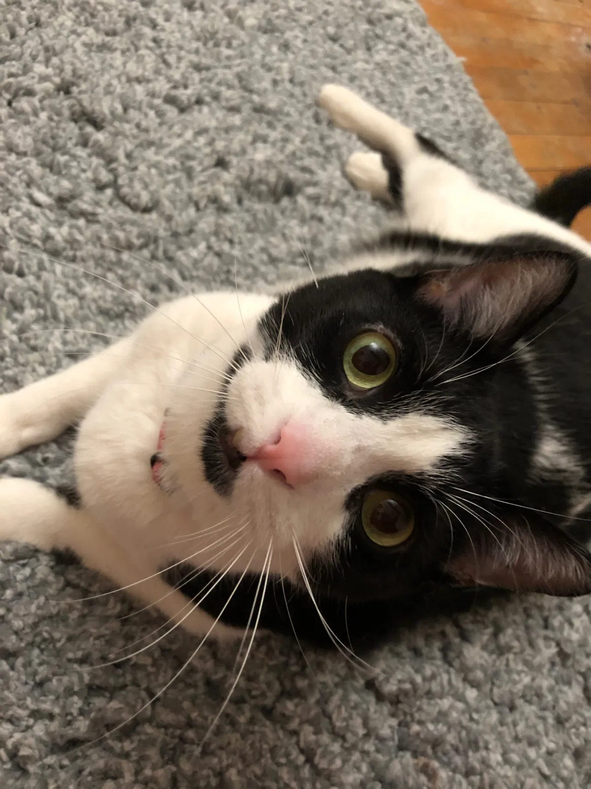 Lost cat in Chicago, IL, 60644