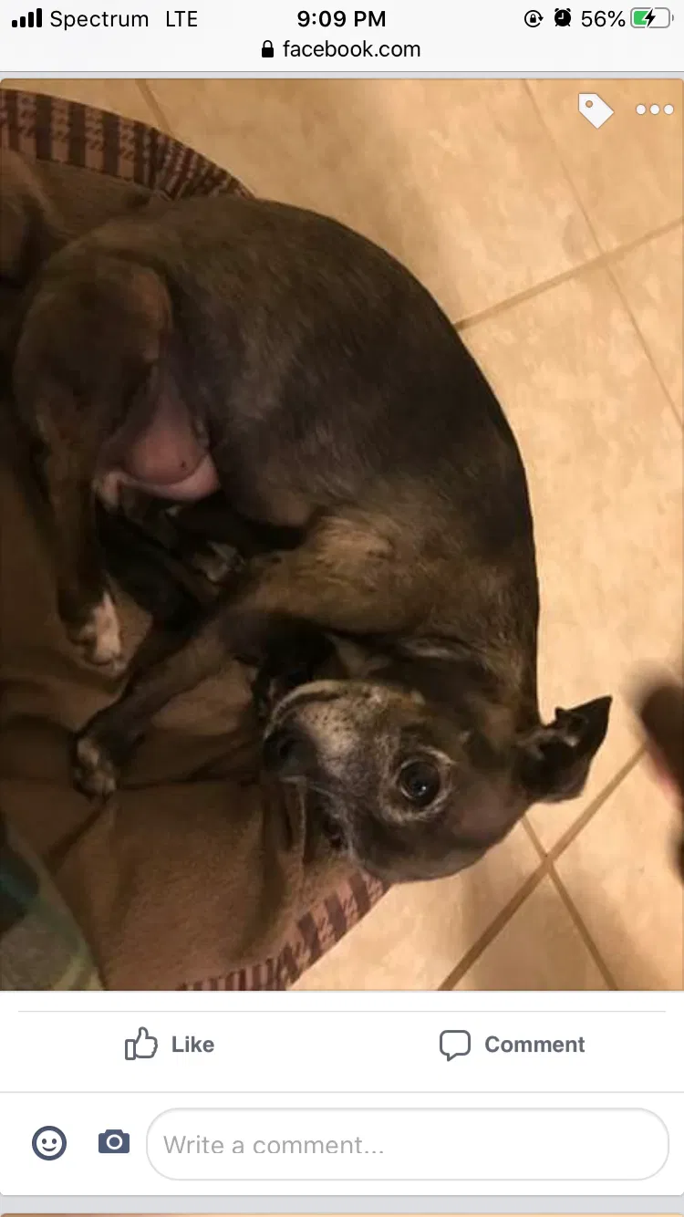 Lost dog in Killeen, TX, 76542