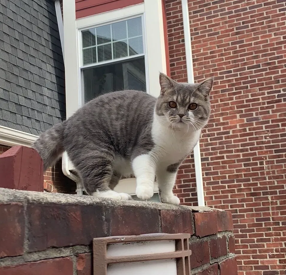 Lost cat in Waltham, MA, 2451