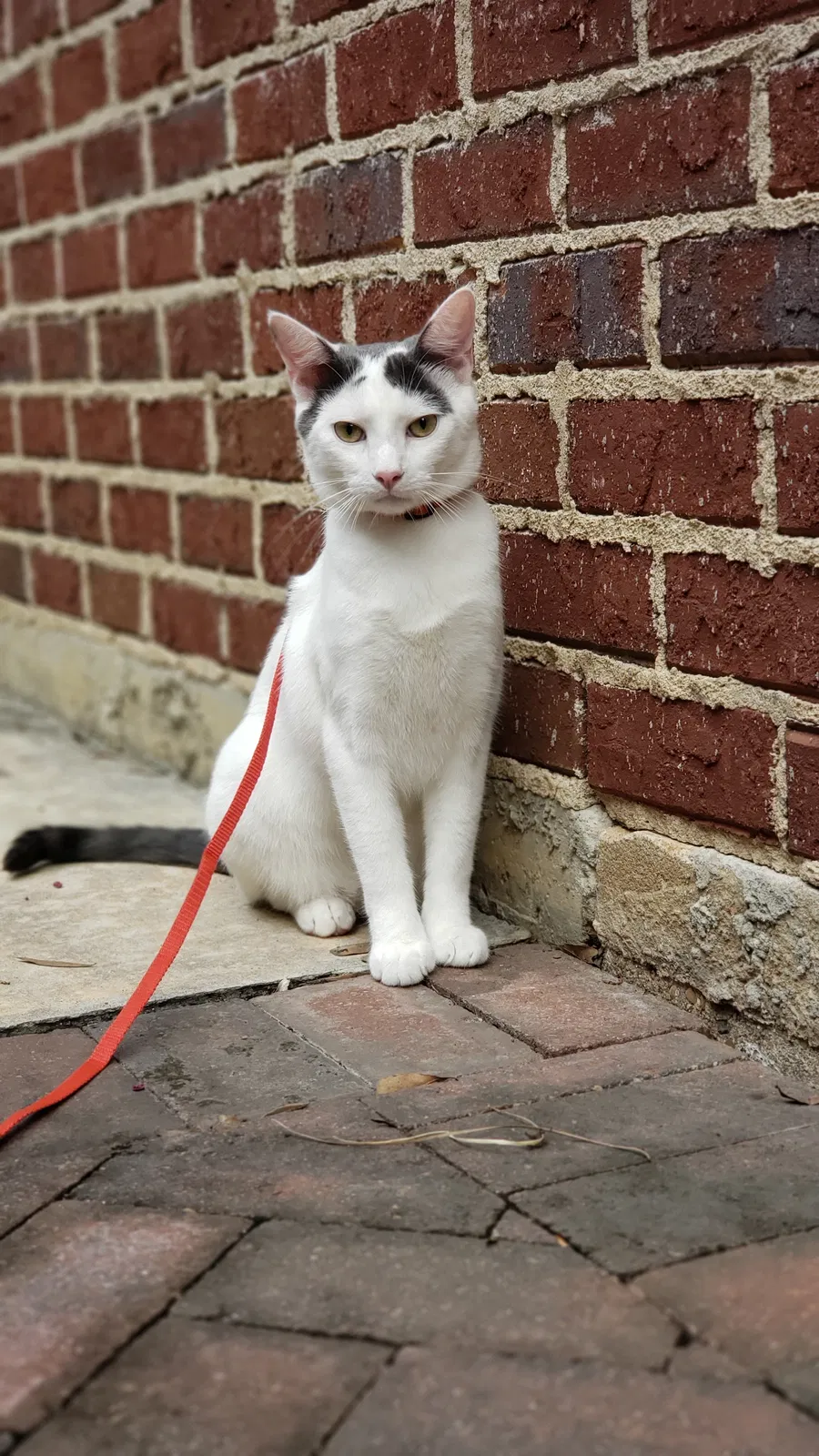 Lost cat in Shreveport, LA, 71106