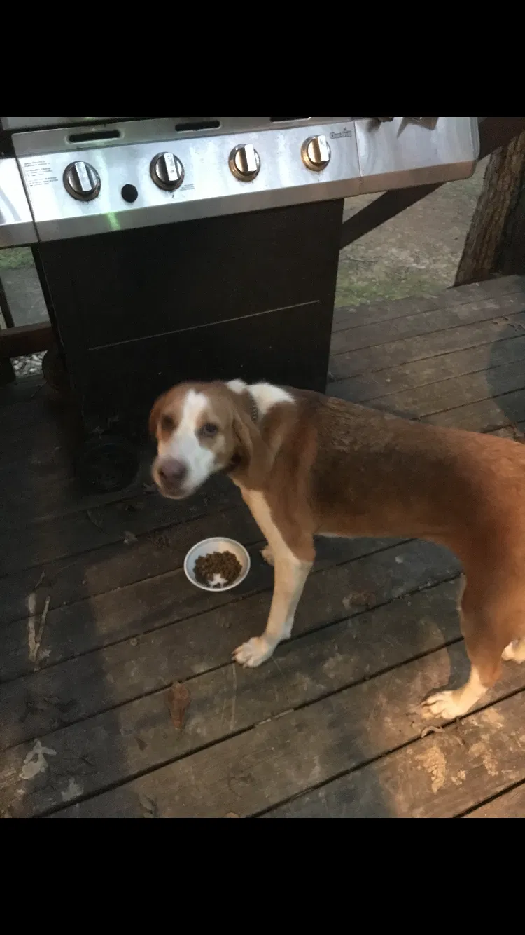 Found dog in Indian Trail, NC, 28079