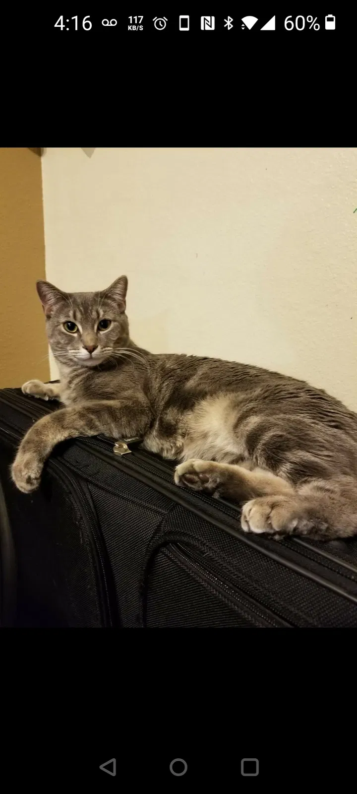 Lost cat in Colorado Springs, CO, 80922