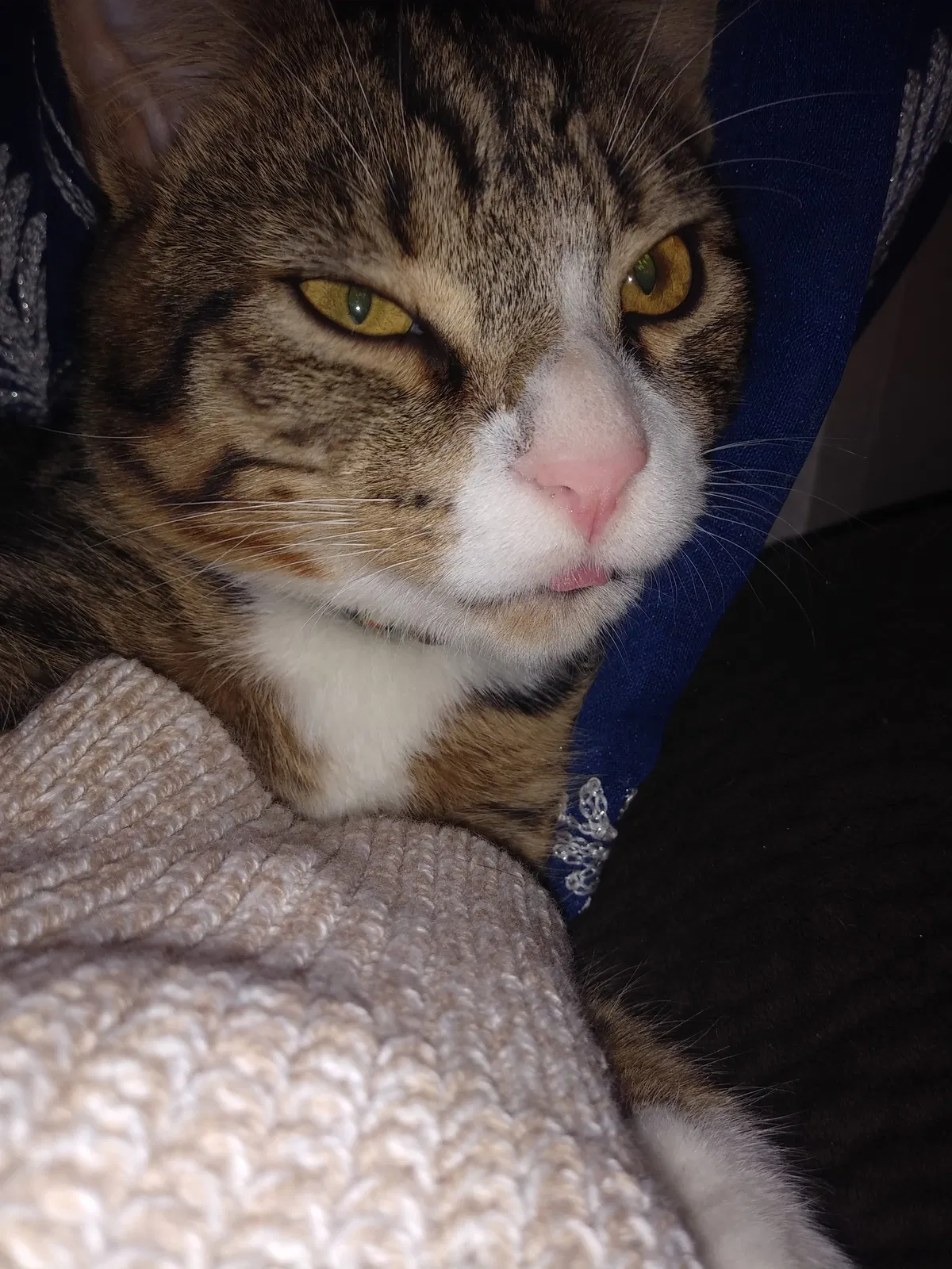 Lost cat in Lowell, MA, 1851