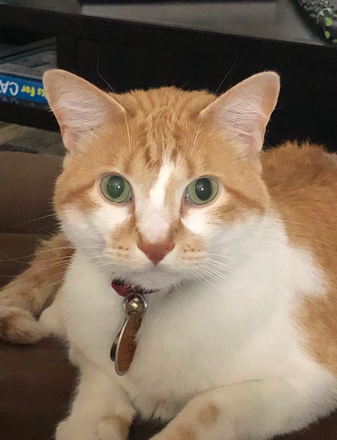 Lost cat in Frederick, CO, 80530