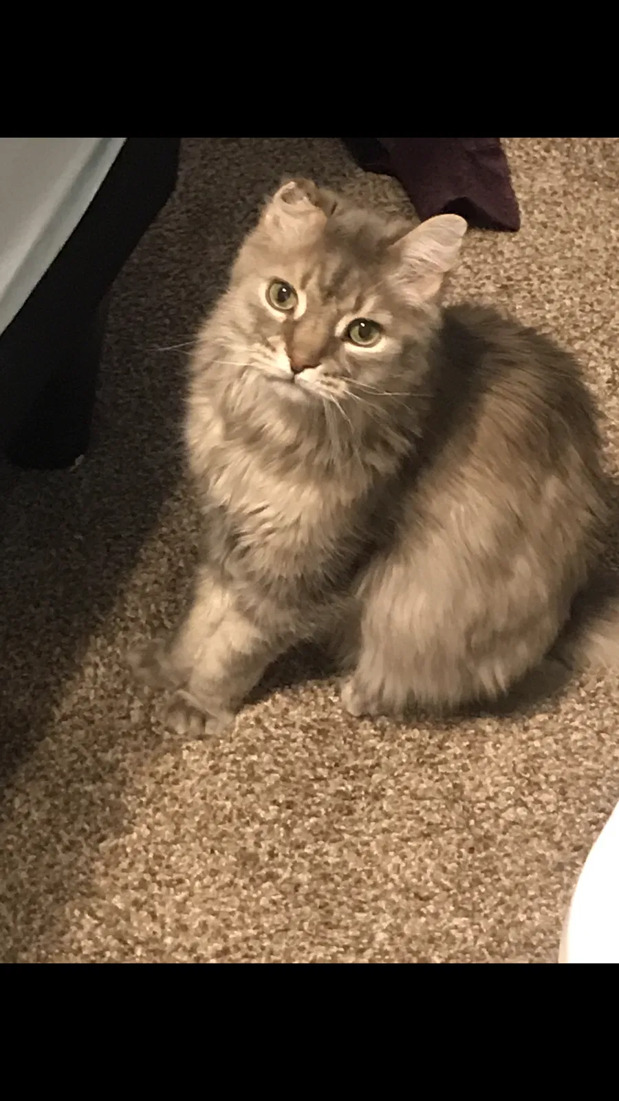 Lost cat in Gurnee, IL, 60031