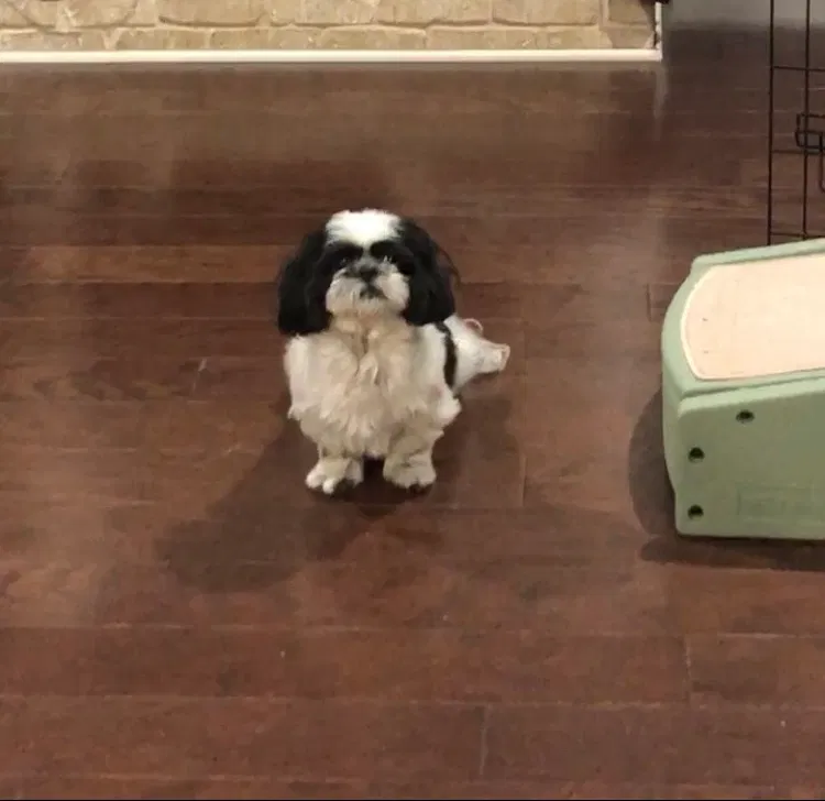 Lost dog in Lawrenceville, GA, 30044