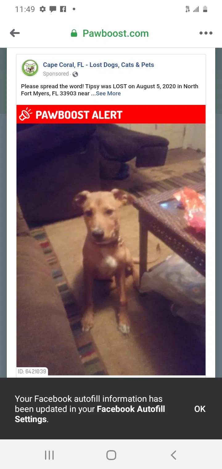 Lost dog in North Fort Myers, FL, 33903