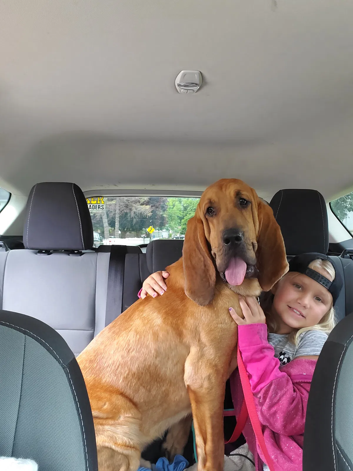 Lost dog in Kenosha, WI, 53142