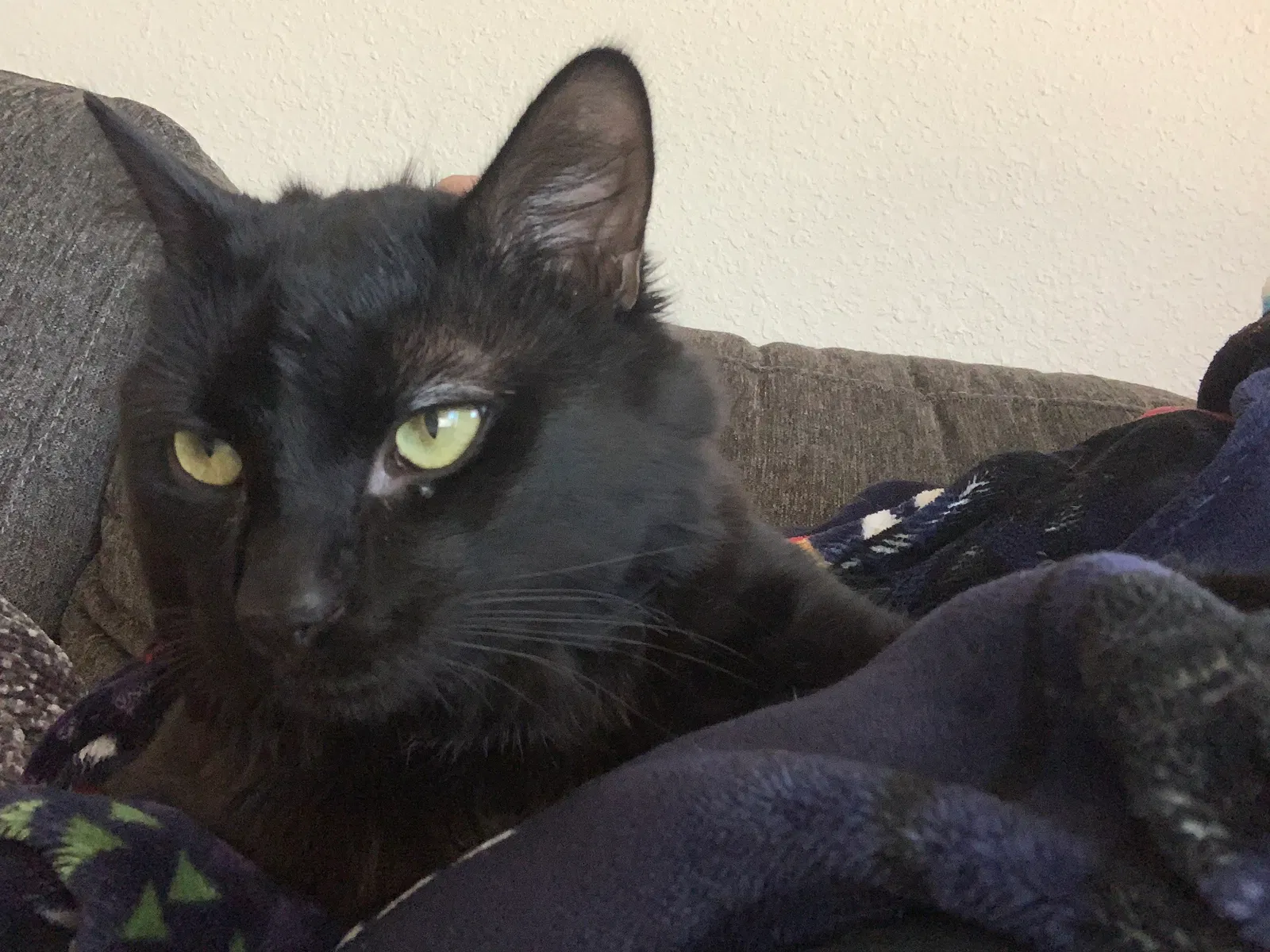 Lost cat in Albuquerque, NM, 87107