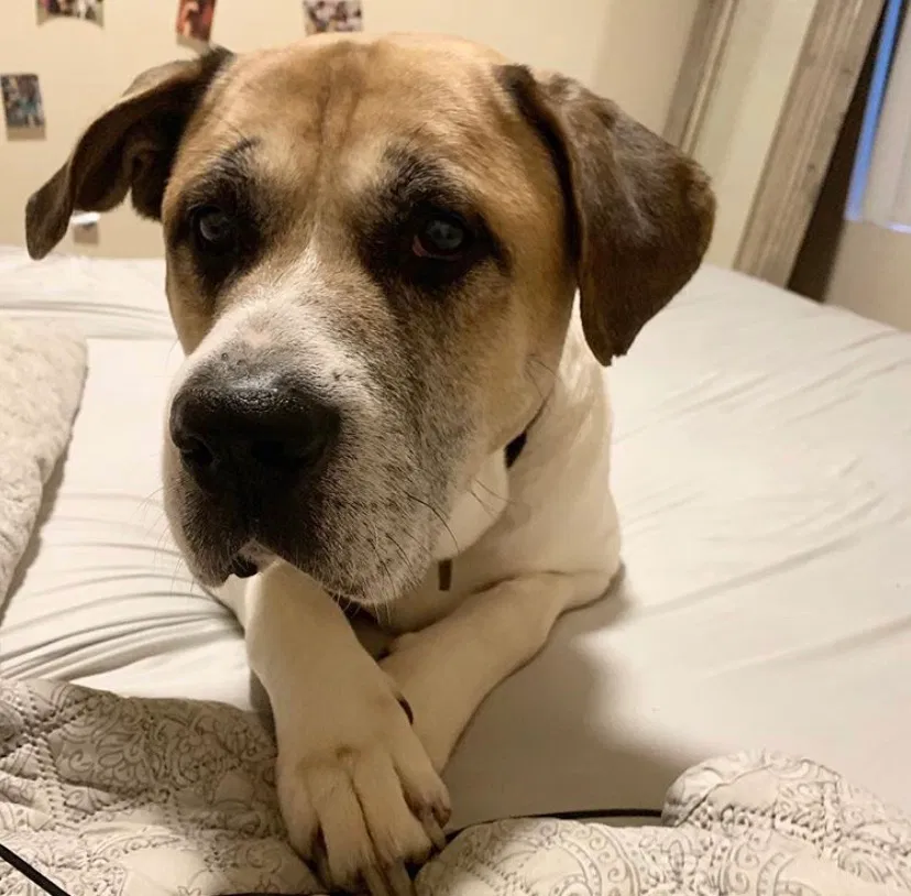 Lost dog in Fresno, CA, 93711