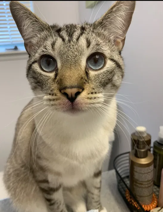 Lost cat in Mound, MN, 55364