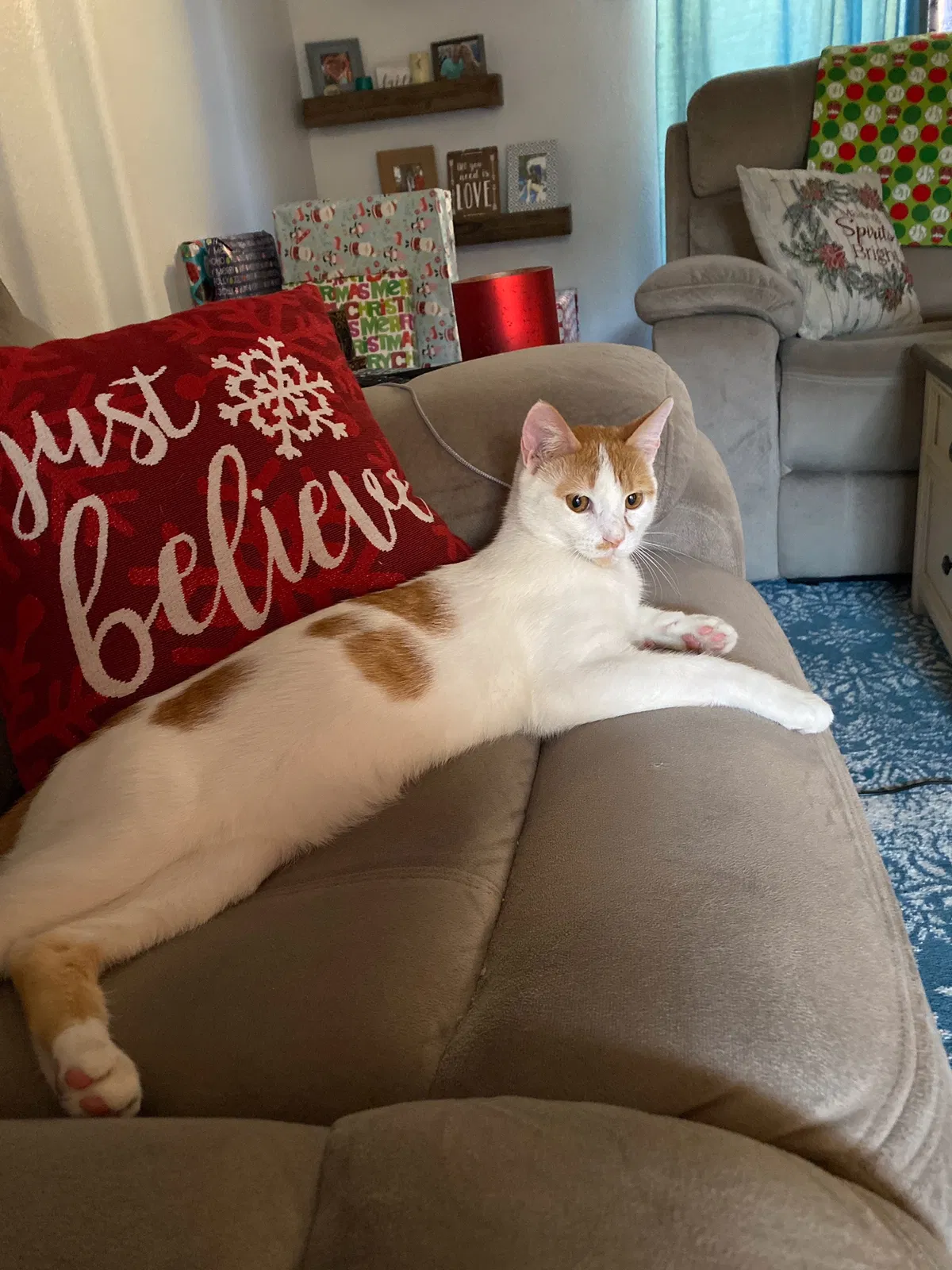 Lost cat in Tampa, FL, 33647