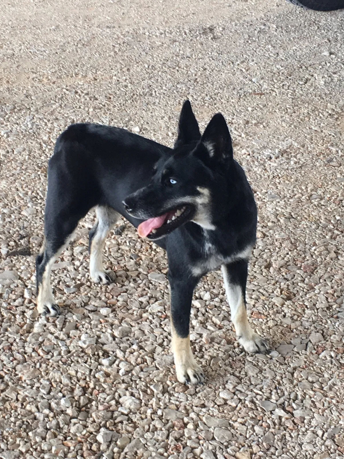 Lost dog in Deming, NM, 88030