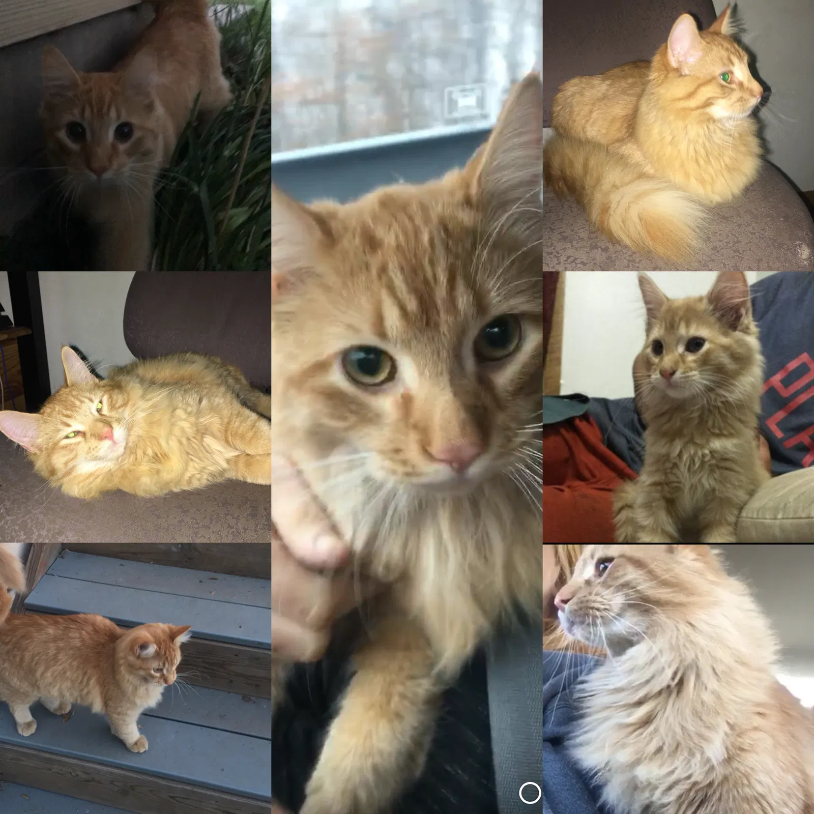 Lost cat in Emily, MN, 56447