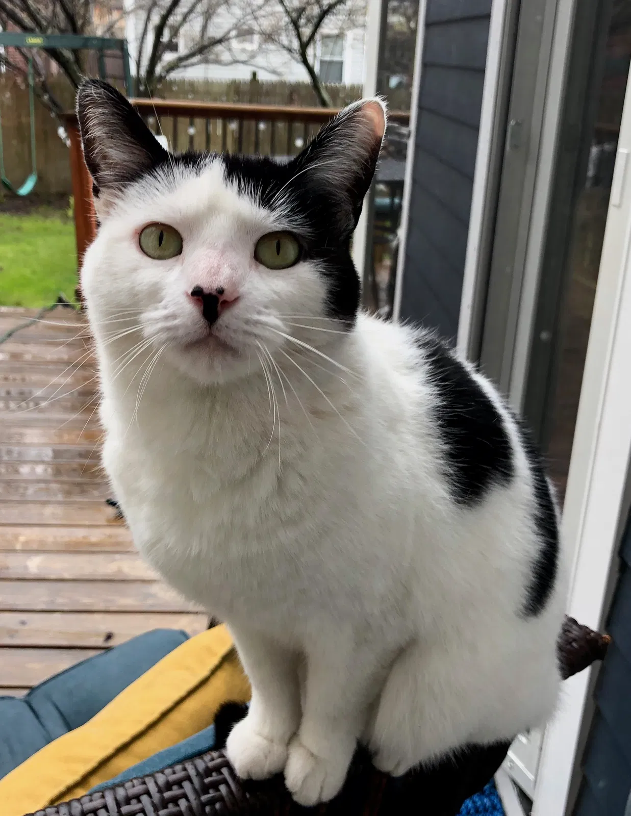 Lost cat in Buffalo, NY, 14222