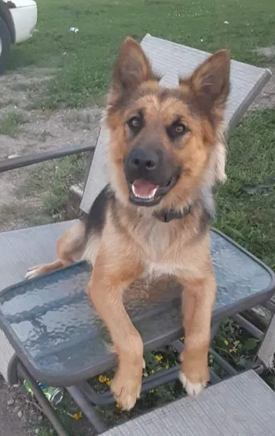 Lost dog in Mahnomen, MN, 56557