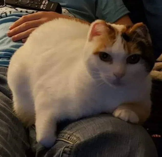 Lost cat in Puyallup, WA, 98373