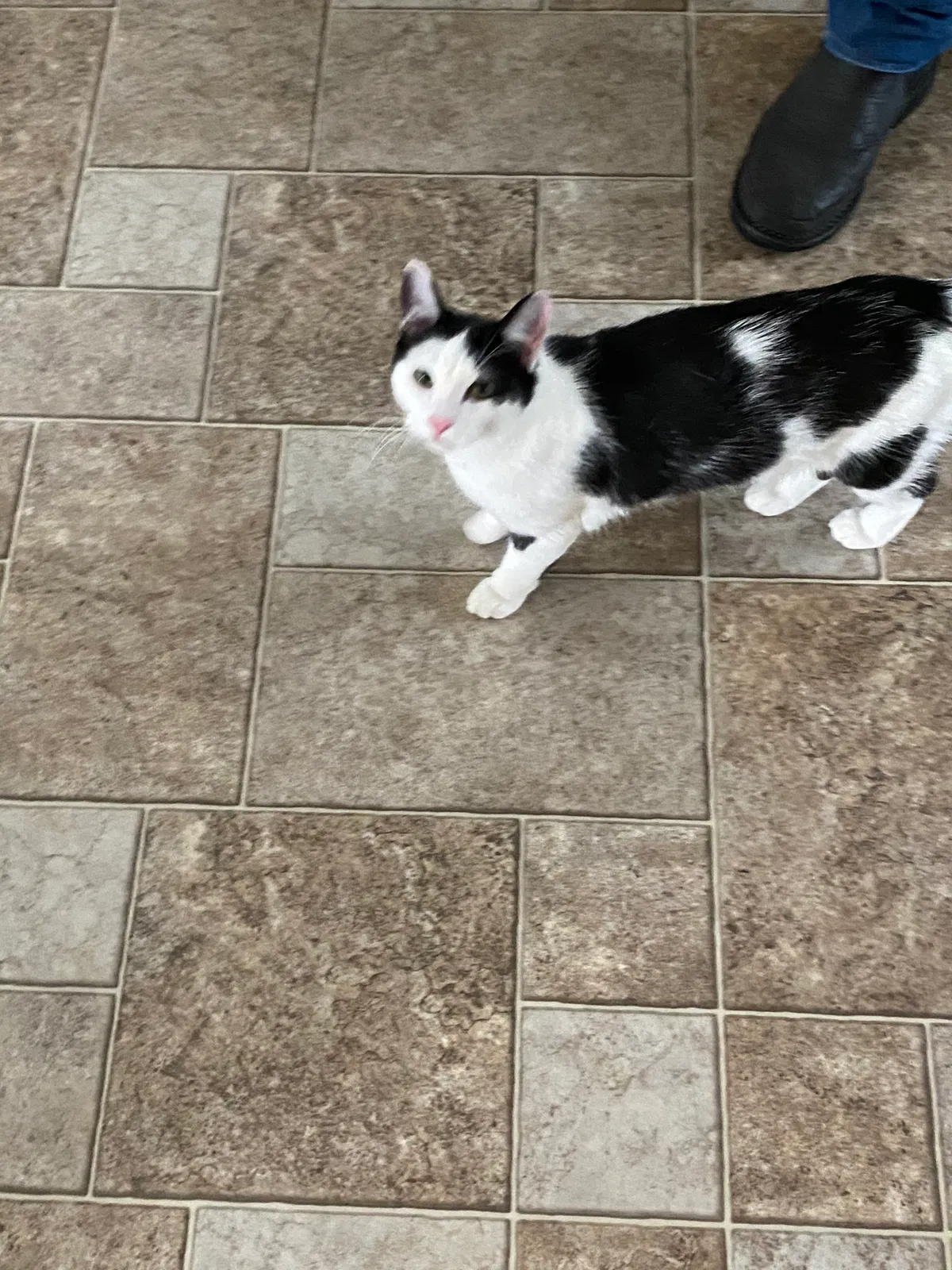 Lost cat in Portland, OR, 97217